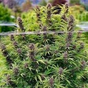 Frisian Dew® – product view 2