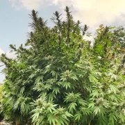 Frisian Dew® – product view 4