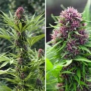 Frisian Dew® – product view 5