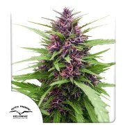 Shaman® – product view 1