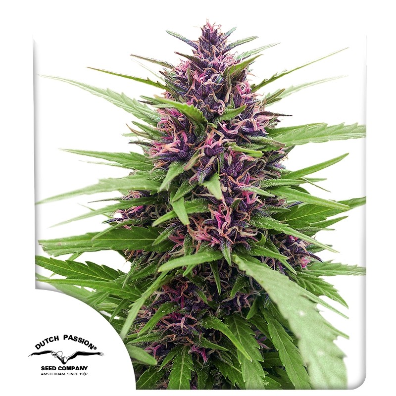 Shaman® – product view 1