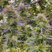 Shaman® – product view 2