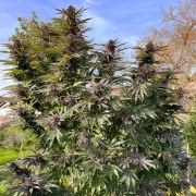 Shaman® – product view 3
