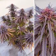 Shaman® – product view 4