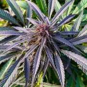 Shaman® – product view 5