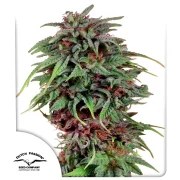 Durban Poison® – product view 1