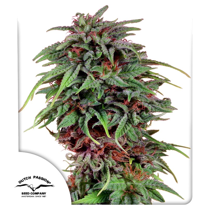 Durban Poison® – product view 1