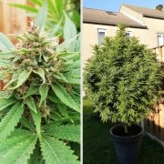 Durban Poison® – product view 2