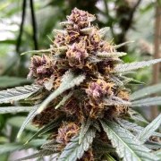 Durban Poison® – product view 3