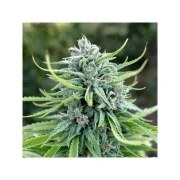 Durban Poison® – product view 4