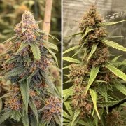 Durban Poison® – product view 5
