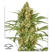 Snow Bud® – product view 1