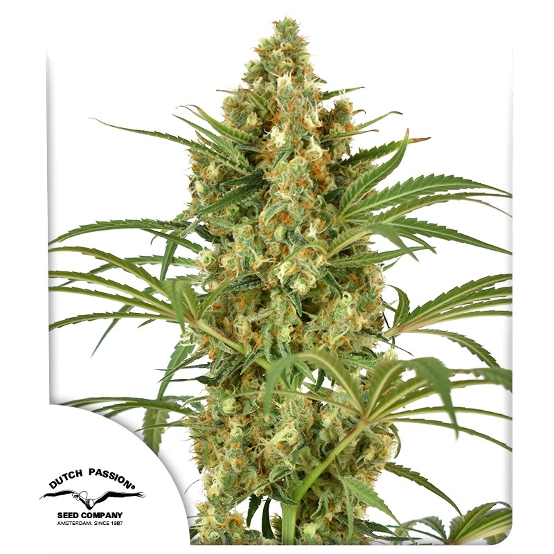 Snow Bud® – product view 1