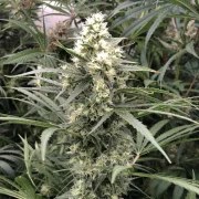 Snow Bud® – product view 2