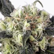 Snow Bud® – product view 3