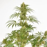 Snow Bud® – product view 4