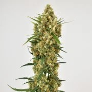 Snow Bud® – product view 5