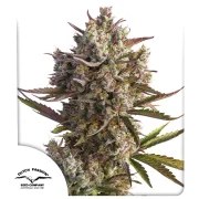 Auto Blueberry® – product view 1