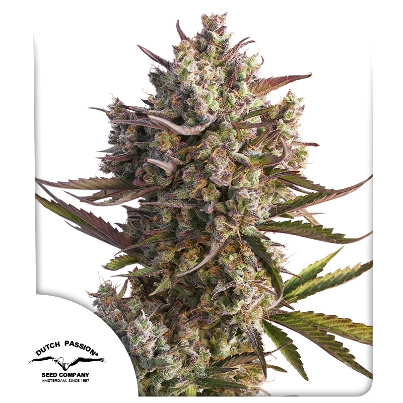 Auto Blueberry® – product view 1