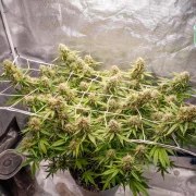 Auto Blueberry® – product view 2