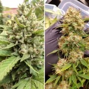 Auto Blueberry® – product view 3