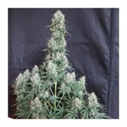 Auto Blueberry® – product view 4