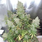 Auto Blueberry® – product view 5