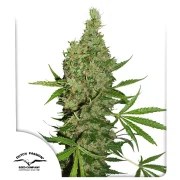 White Widow X The Ultimate® – product view 1