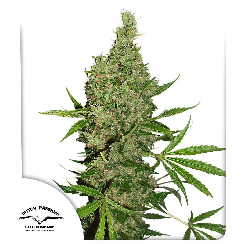White Widow X The Ultimate® – product view 1