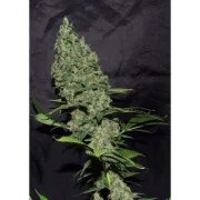 White Widow X The Ultimate® – product view 2