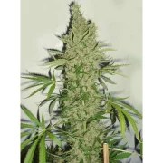 White Widow X The Ultimate® – product view 3