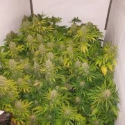White Widow X The Ultimate® – product view 4