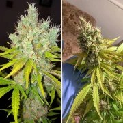 White Widow X The Ultimate® – product view 5