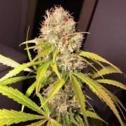 White Widow X The Ultimate® – product view 6