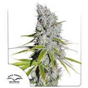 CBD Skunk Haze® – product view 1