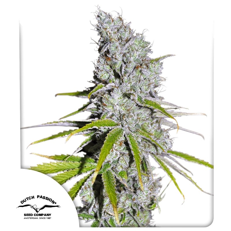 CBD Skunk Haze® – product view 1