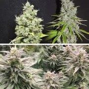 CBD Skunk Haze® – product view 2