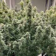 CBD Skunk Haze® – product view 3