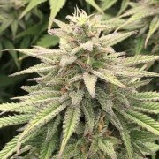 CBD Skunk Haze® – product view 4
