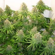 CBD Skunk Haze® – product view 5