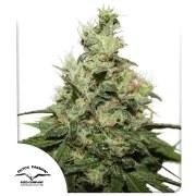 CBD Kush® – product view 1