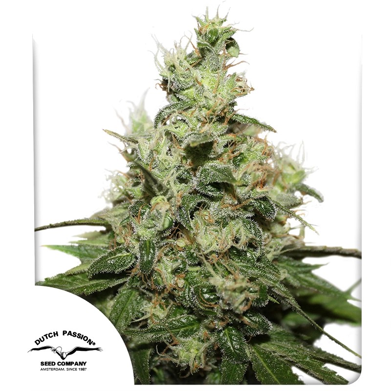CBD Kush® – product view 1