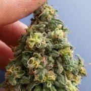 CBD Kush® – product view 2