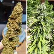 CBD Kush® – product view 3