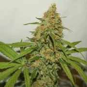 CBD Kush® – product view 4