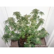 CBD Kush® – product view 5