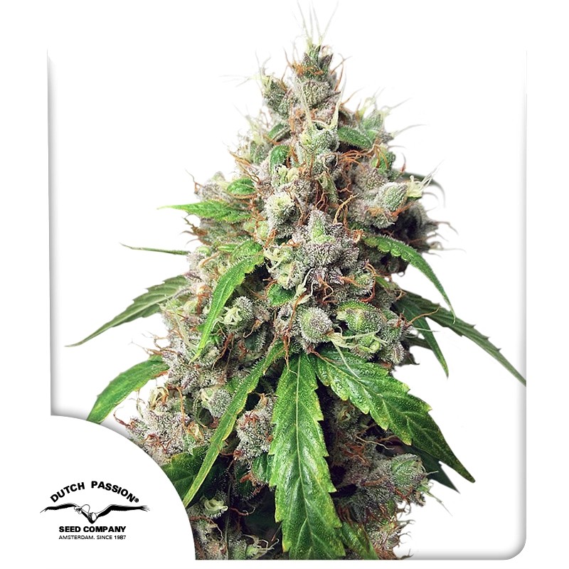 Auto Euforia® – product view 1