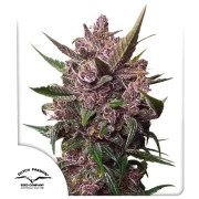 Auto Blackberry Kush® – product view 1