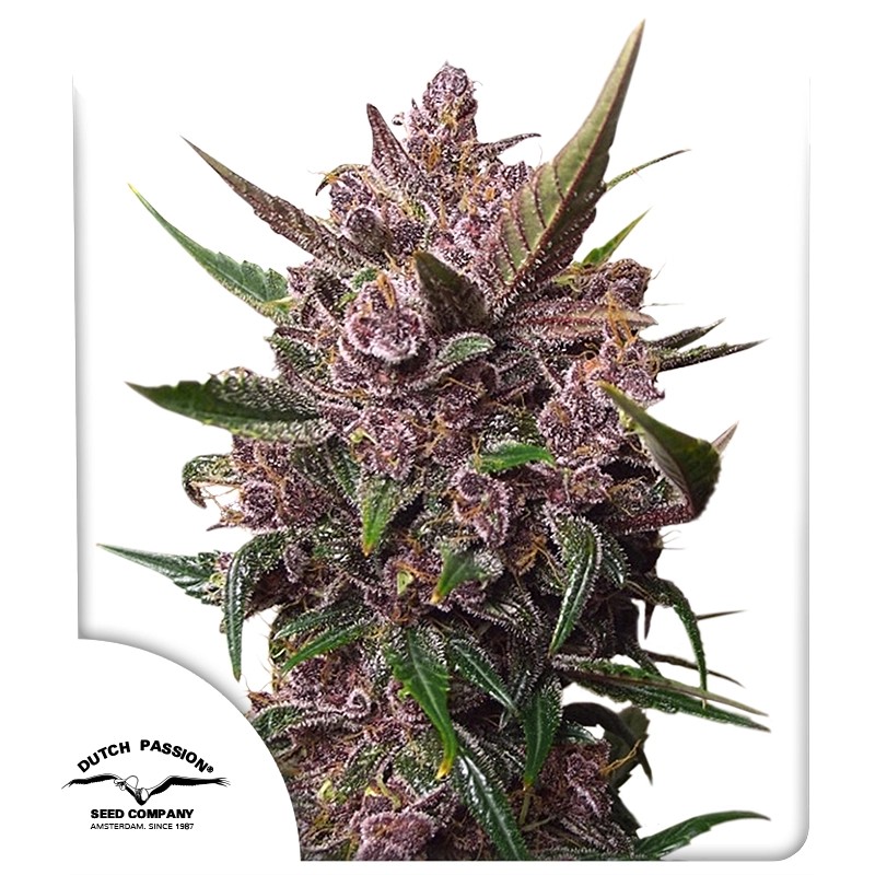 Auto Blackberry Kush® – product view 1