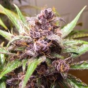 Auto Blackberry Kush® – product view 2